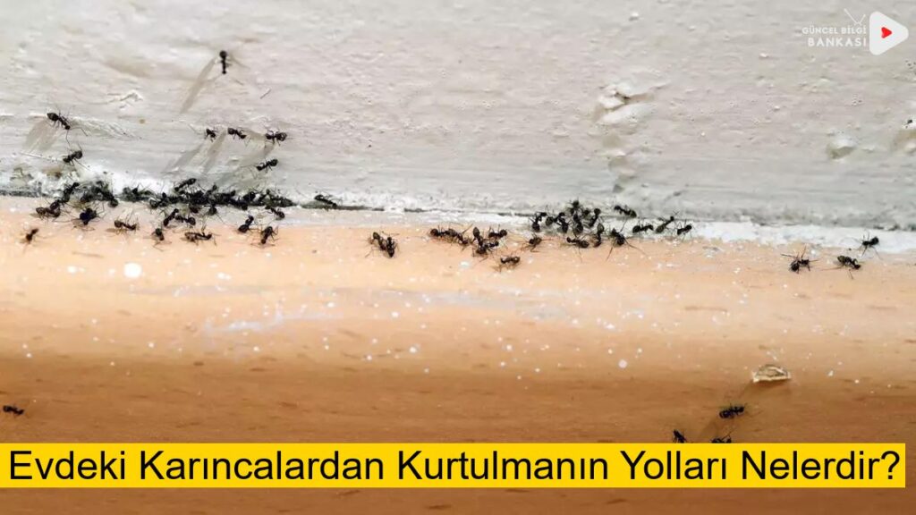 Evdeki Karıncalardan Kurtulmanın Yolları Nelerdir?