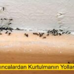 Evdeki Karıncalardan Kurtulmanın Yolları Nelerdir?