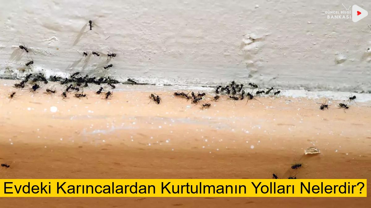 Evdeki Karıncalardan Kurtulmanın Yolları Nelerdir?