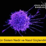 İmmün Sistem Nedir ve Nasıl Güçlendirilir?