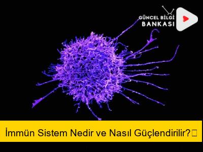 İmmün Sistem Nedir ve Nasıl Güçlendirilir?