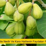 Kara Halile Nedir Ve Kara Halilenin Faydaları Nelerdir?