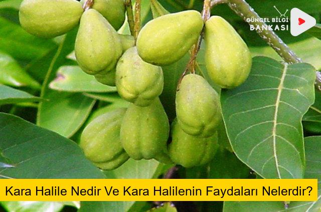 Kara Halile Nedir Ve Kara Halilenin Faydaları Nelerdir?